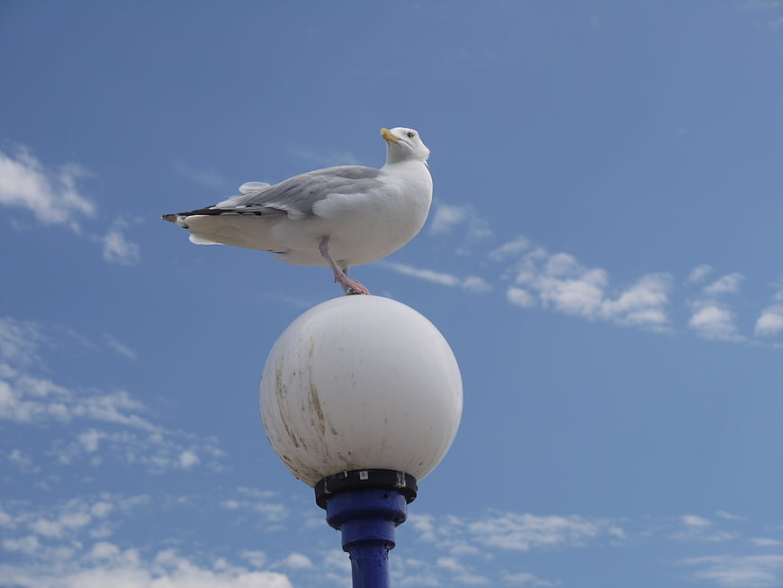 Seagull perched on white lamp post against blue sky
