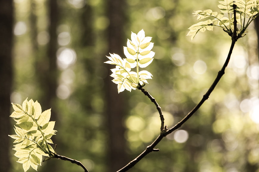 Sunlit green leaves on a branch in a blurred forest