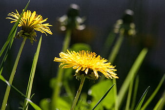 Close-up of bright yellow dandelions in sunlight