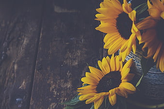 Rustic Sunflowers in Blue Vase on Dark Wood