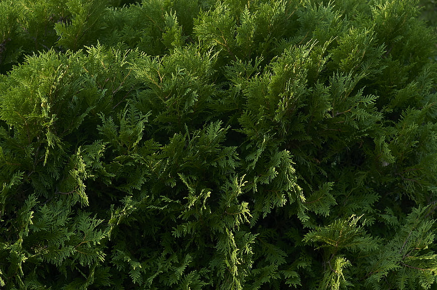 Close-up texture of green cedar foliage background