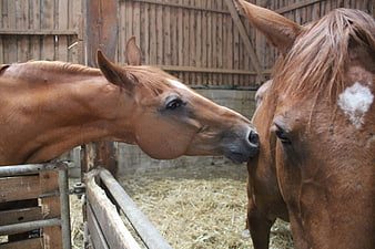 Two brown horses nuzzling affectionately in a stable