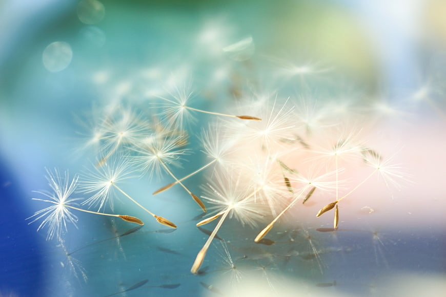 Macro photography of dandelion seeds on a blue background