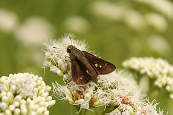 Brown Skipper Butterfly on White Wildflower Cluster