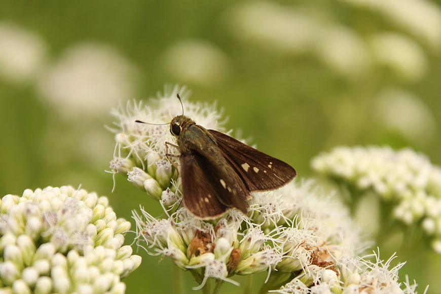 Brown Skipper Butterfly on White Wildflower Cluster