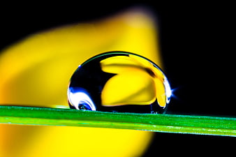 Macro water droplet on green leaf with yellow flower background