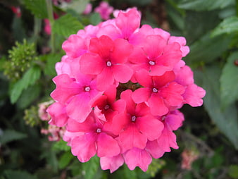 Close-up of vibrant pink verbena flower cluster
