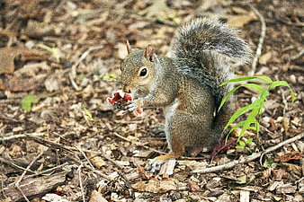 Gray Squirrel Eating Red Fruit on Forest Floor