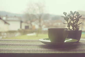 Green coffee cup and succulent on windowsill with blurred background