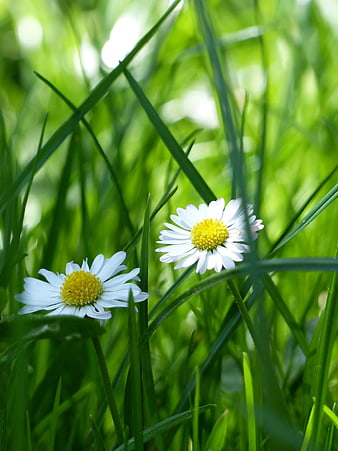 Two White Daisies in Green Grass