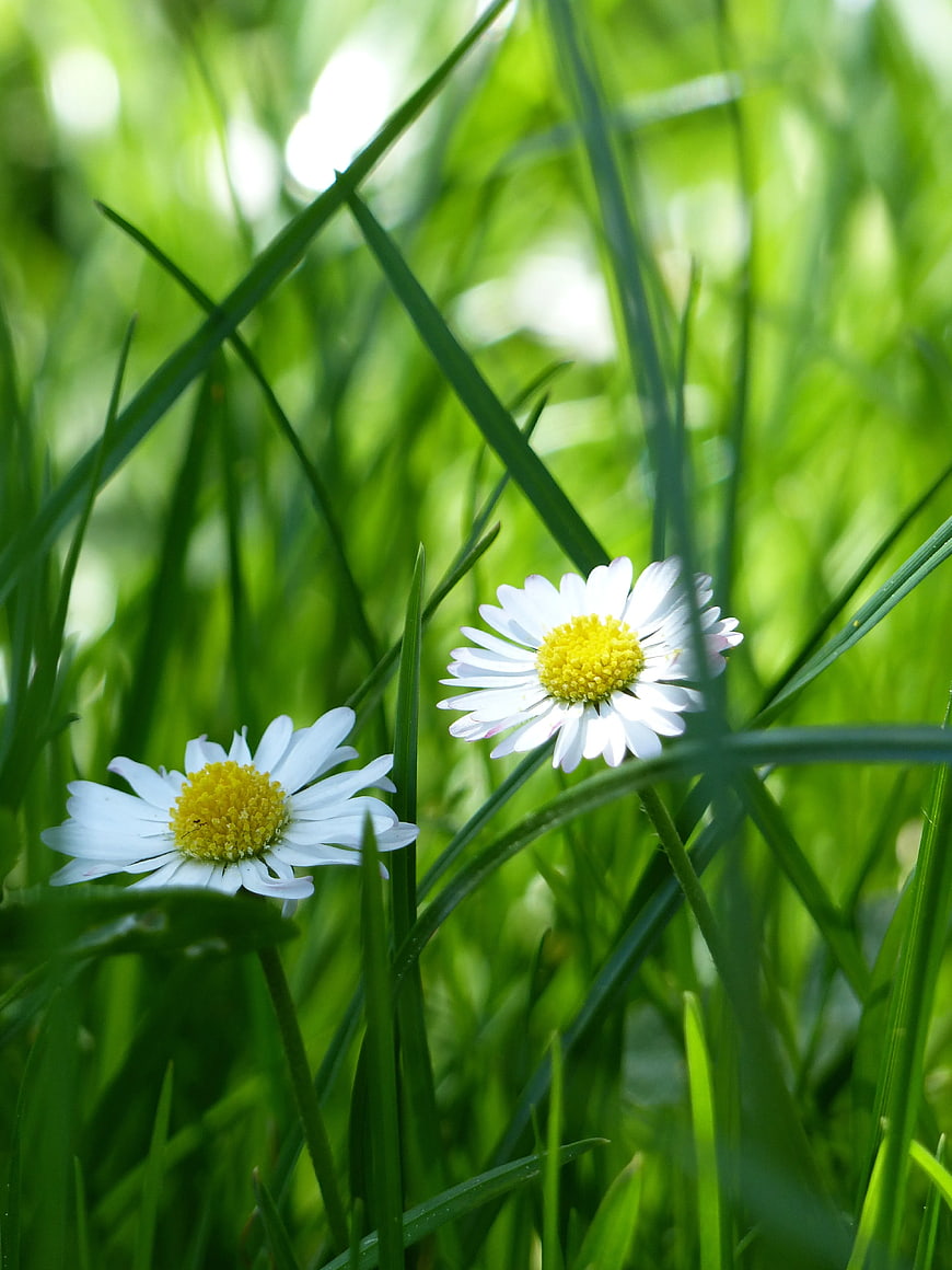 Two White Daisies in Green Grass