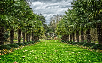 Symmetrical Palm Tree Avenue in Lush Green Park