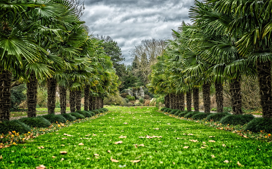 Symmetrical Palm Tree Avenue in Lush Green Park