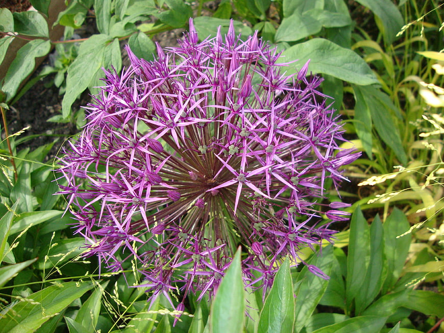 Vibrant purple allium flower in a lush green garden