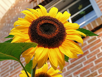 Vibrant Yellow Sunflower Close-Up Against Brick Wall