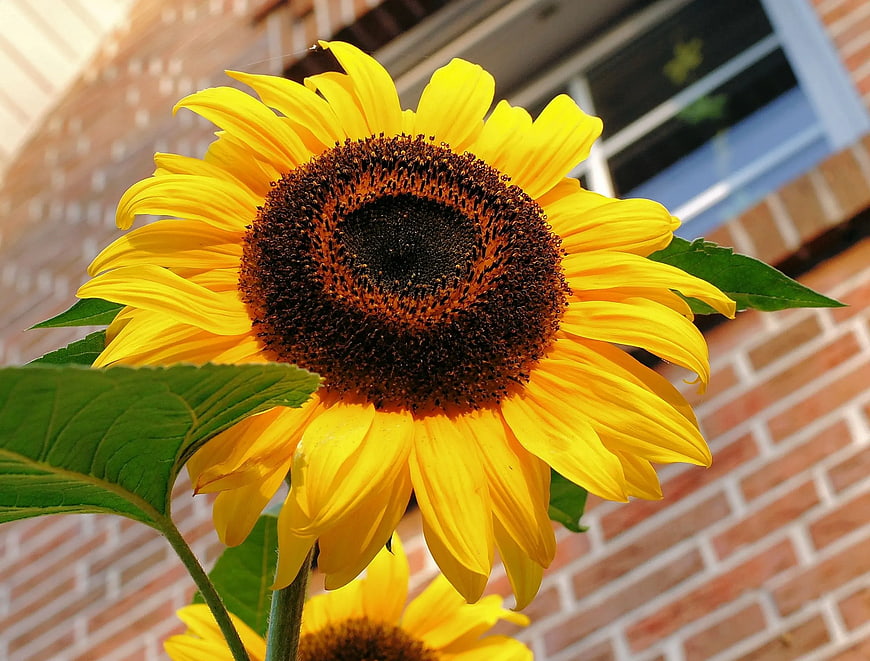 Vibrant Yellow Sunflower Close-Up Against Brick Wall