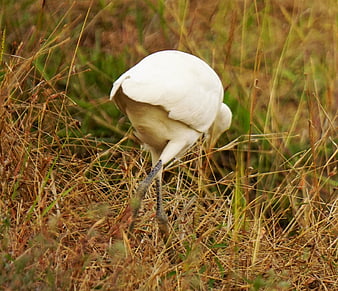 White Egret Foraging in Tall Dry Grass