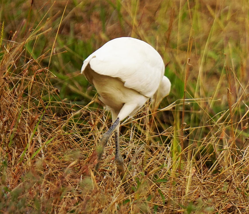 White Egret Foraging in Tall Dry Grass