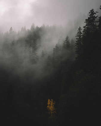 Misty forest landscape with single yellow tree in fog