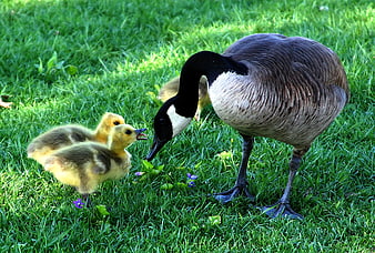 Canada Goose With Fluffy Goslings On Green Grass