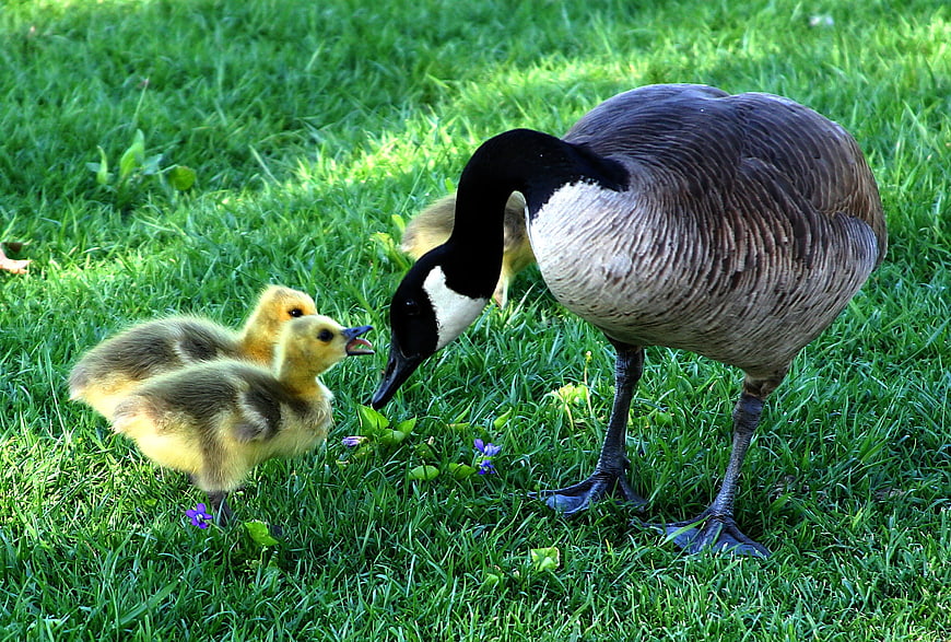 Canada Goose With Fluffy Goslings On Green Grass