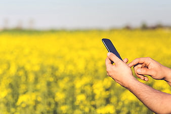 Man using smartphone in yellow flower field