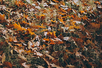 Close-up of fallen autumn oak leaves on grass