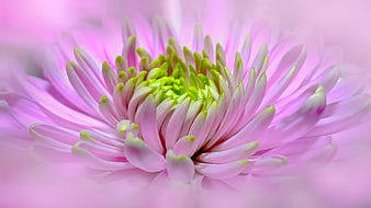 Close-up of a Pink Dahlia Flower with Green Center