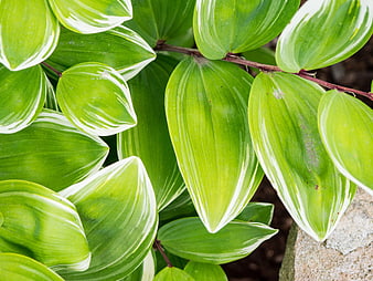 Close-up of Variegated Solomon's Seal Leaves