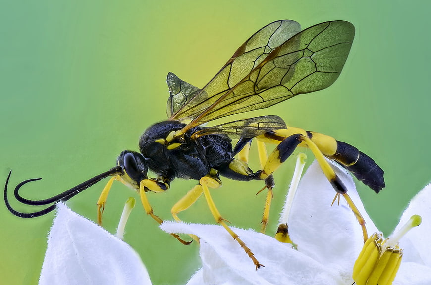 Macro Photography of Yellow and Black Wasp on White Flower