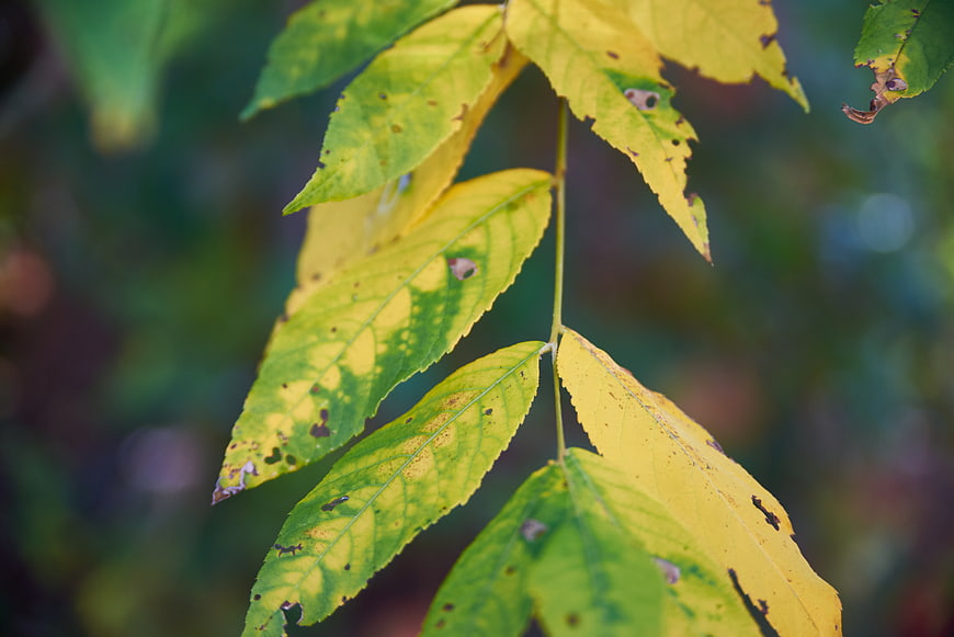Close-up of yellowing autumn leaves with natural texture