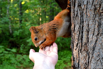 Red squirrel eating from hand in forest
