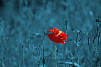 Red Poppy Flower Against Blue Tinted Meadow Background