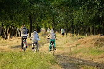 Family Cycling on Forest Path in Summer