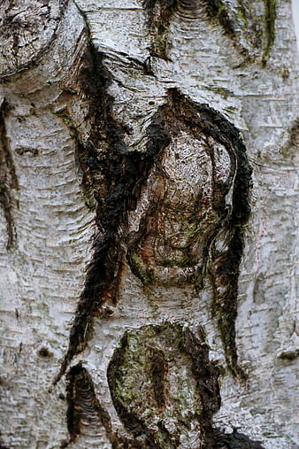 Close-up of textured birch tree bark with natural patterns