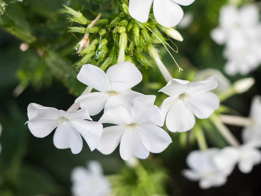 Close-up of White Plumeria Flowers with Green Foliage