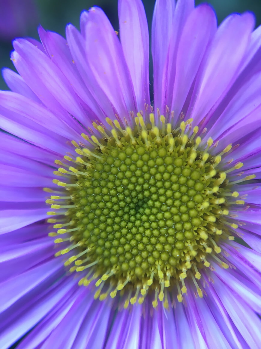 Close-up of Purple Aster Flower with Green Center