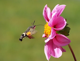 Hummingbird Moth Feeding on Pink Dahlia Flower