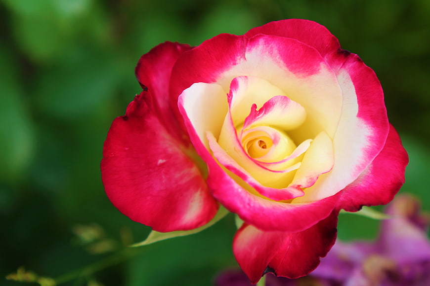 Close-up of a vibrant pink and white rose bloom