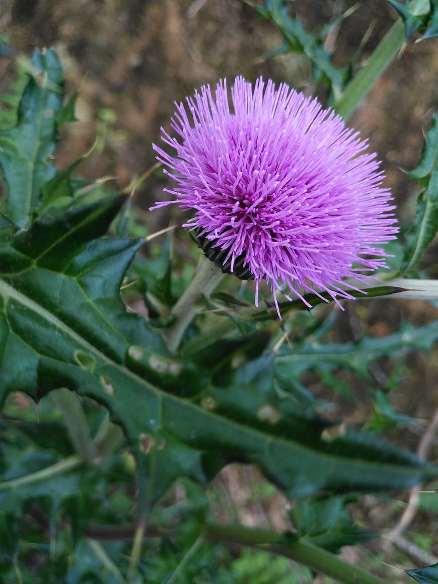 Close-up of a vibrant purple thistle flower in bloom