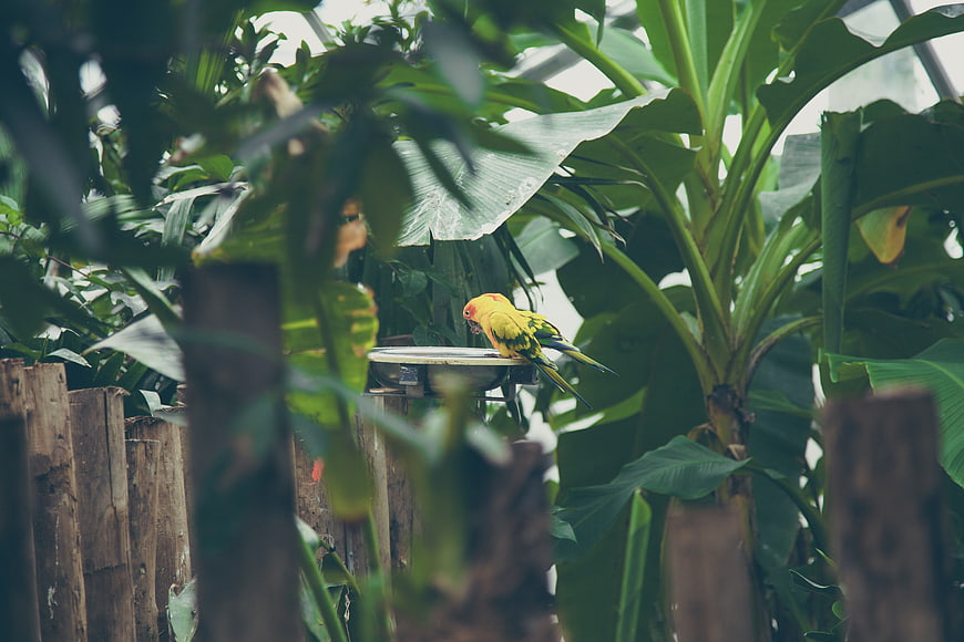 Yellow and green parrot perched on bird feeder in lush garden