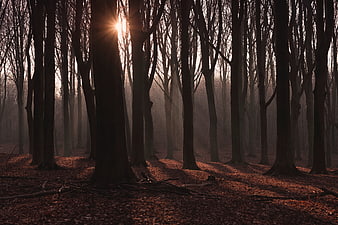 Sunlight streaming through misty autumn forest trees