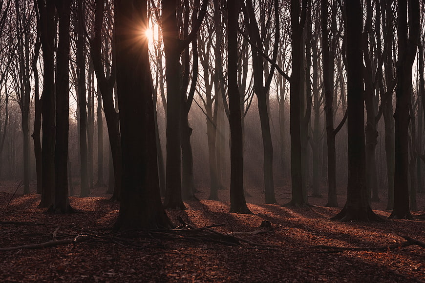 Sunlight streaming through misty autumn forest trees