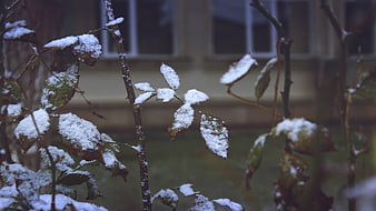 Snow-covered rose leaves with blurred house background