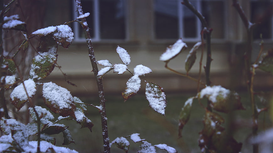 Snow-covered rose leaves with blurred house background