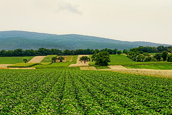 Lush Green Agricultural Fields with Rolling Hills and Forest