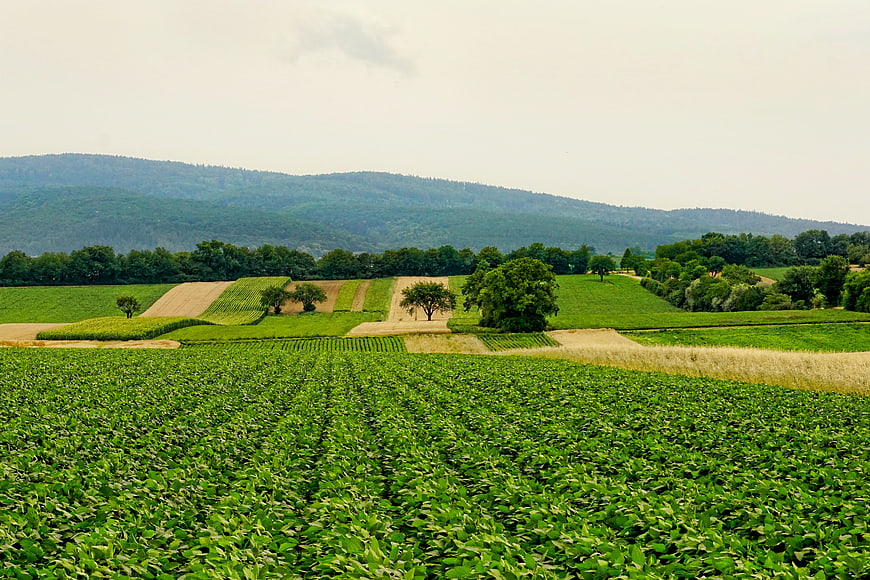 Lush Green Agricultural Fields with Rolling Hills and Forest