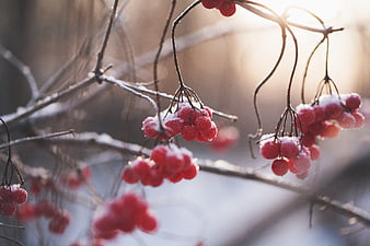 Frosty Red Berries on Winter Branches in Sunlight