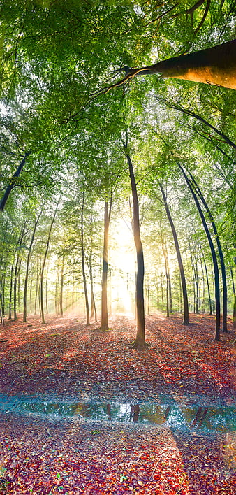 Sunlight streaming through green forest canopy with red leaves