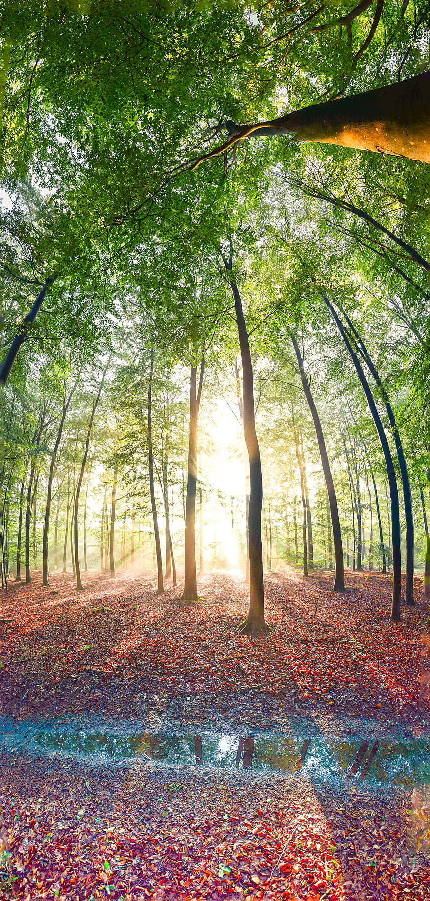 Sunlight streaming through green forest canopy with red leaves
